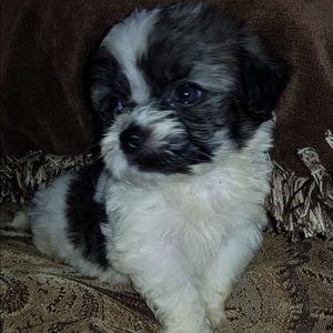 Meet your Posher, Valeria